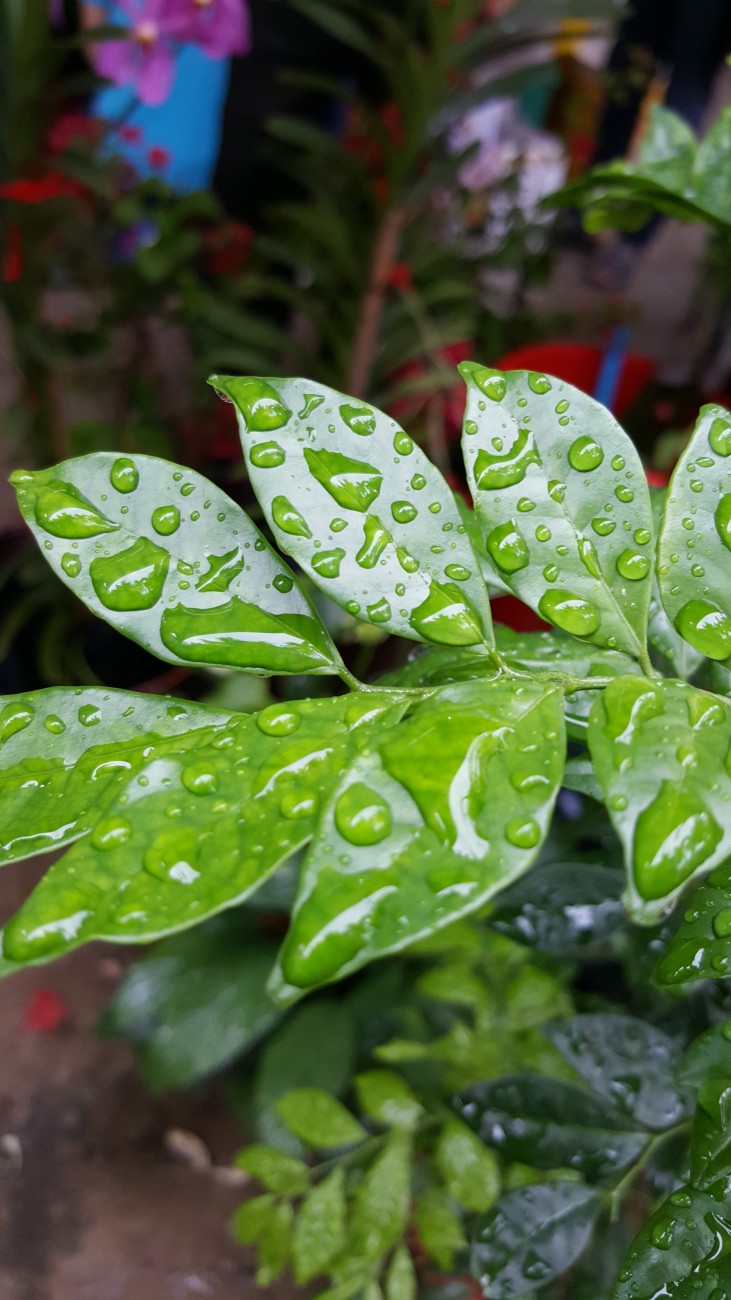 雨後的綠色植物圖片