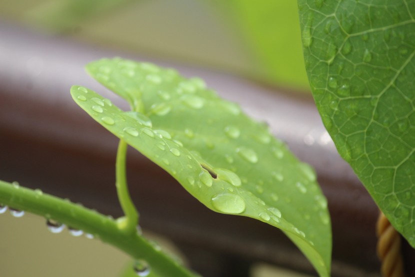 雨後的綠色植物圖片