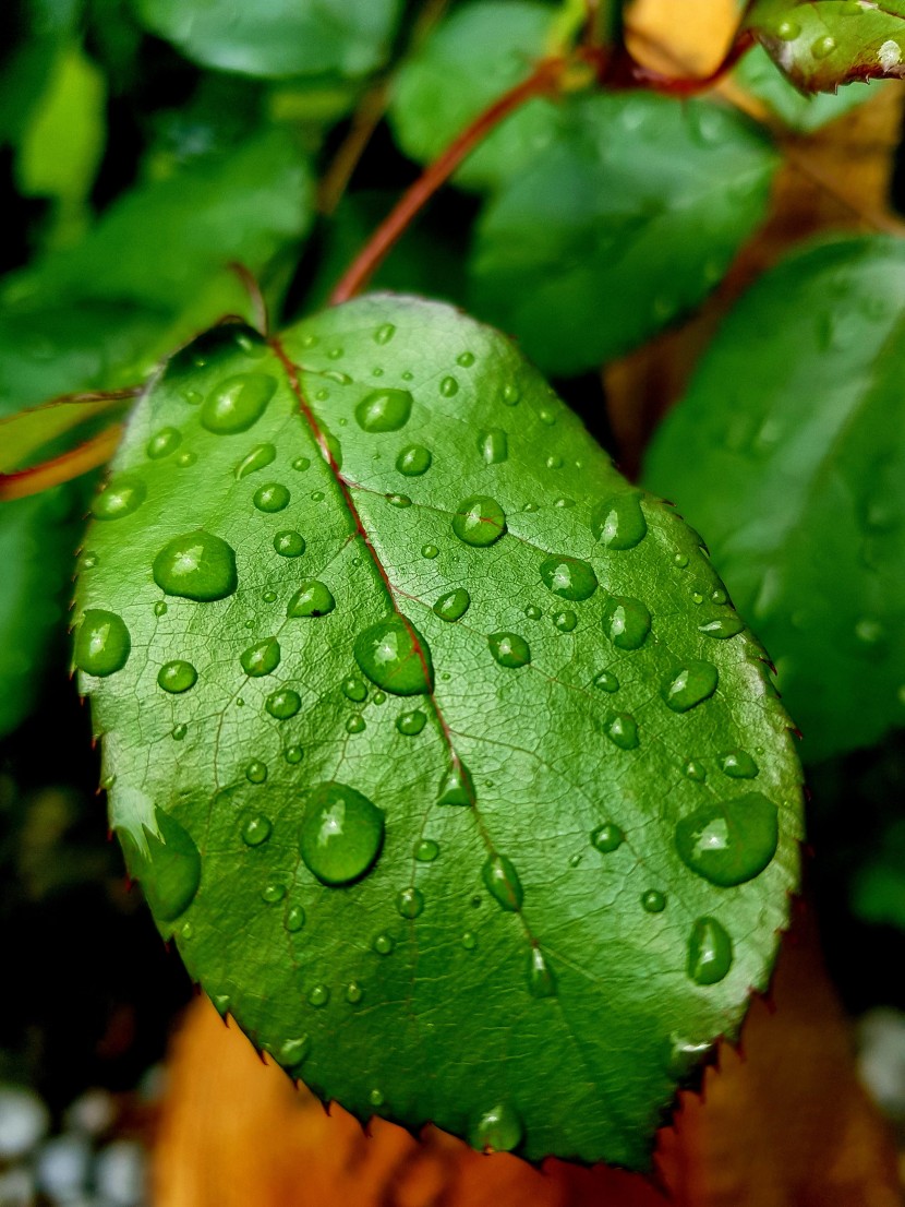 雨後的綠色植物圖片