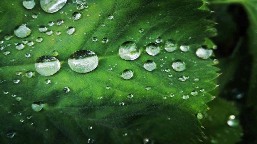 雨後的綠色植物圖片