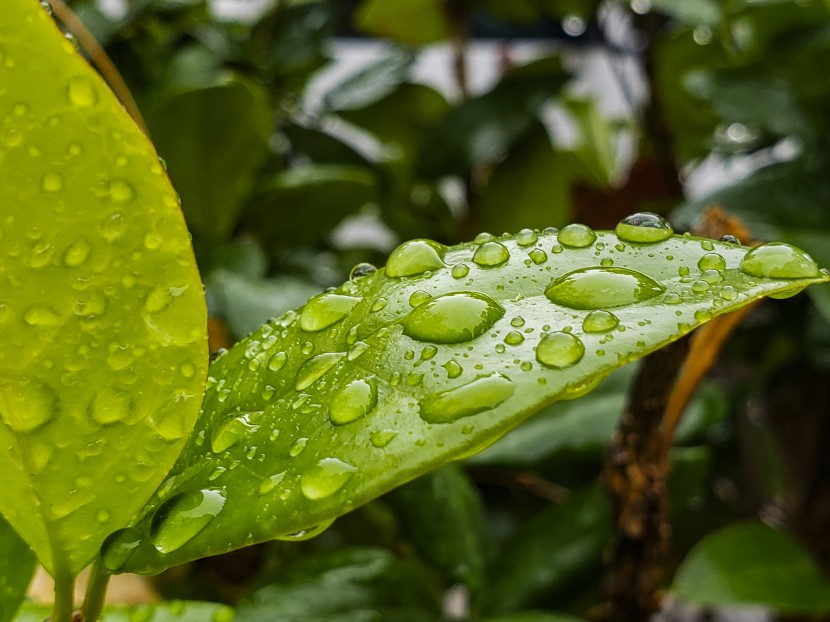 雨後的綠色植物圖片