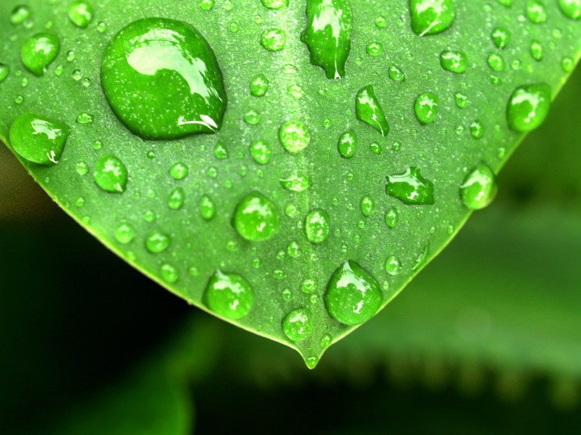 雨後的綠色植物圖片