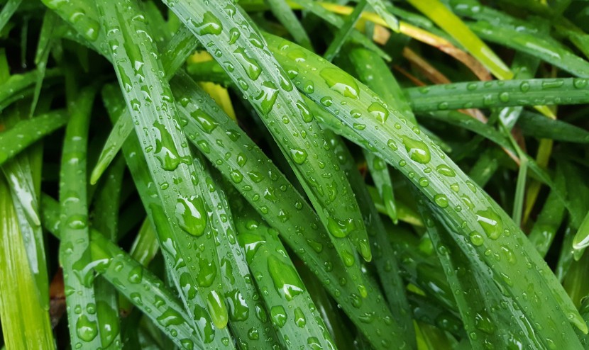 雨後的綠色植物圖片