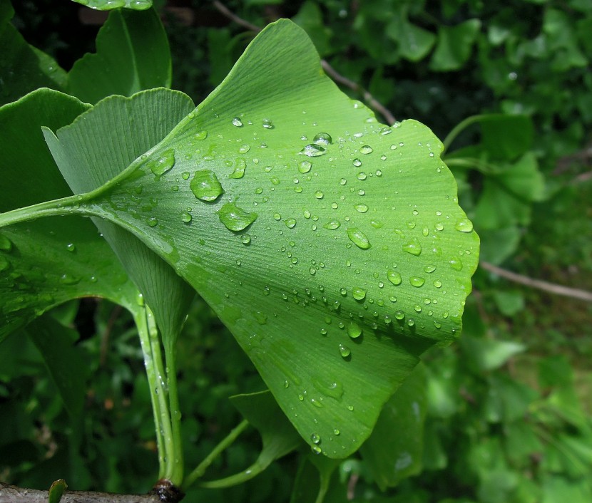雨後的綠色植物圖片