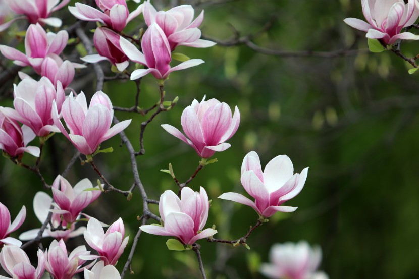 春季嬌豔的玉蘭花圖片