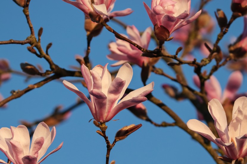 花朵芳香的玉蘭花圖片