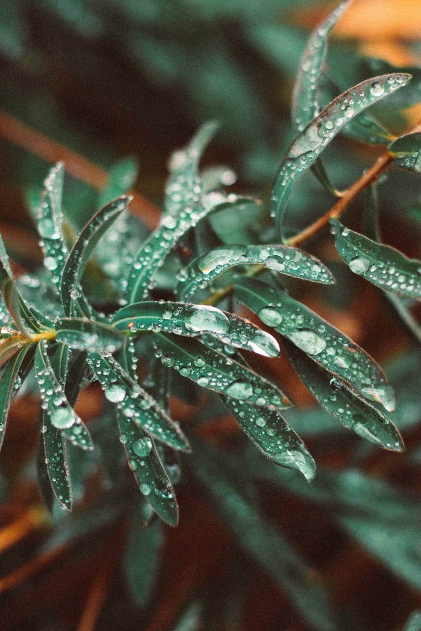 雨中的植物圖片