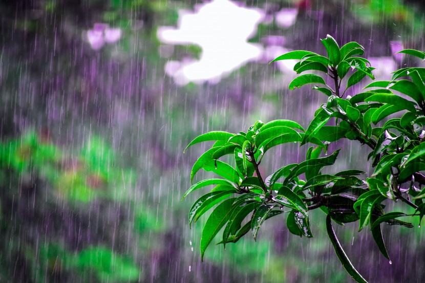 雨中的植物圖片