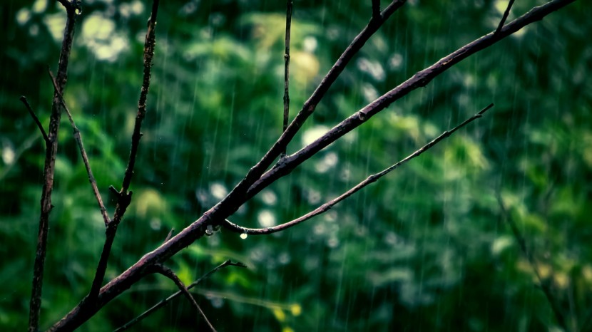 雨中的植物圖片