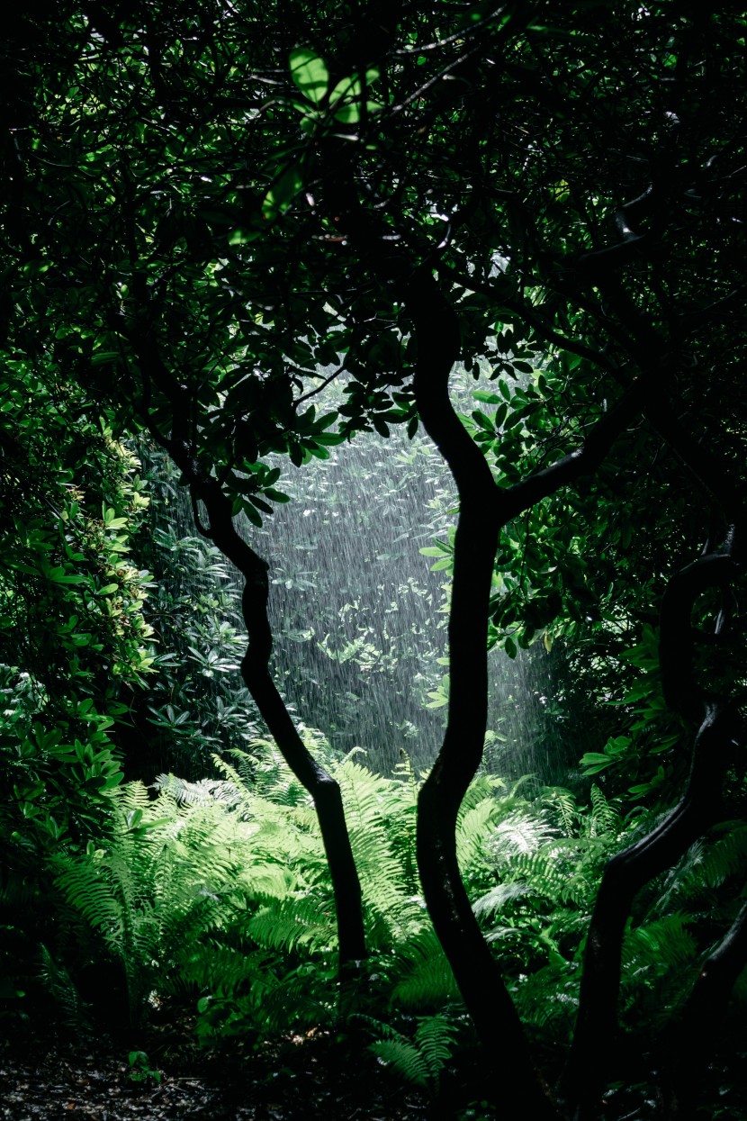 雨中的植物圖片