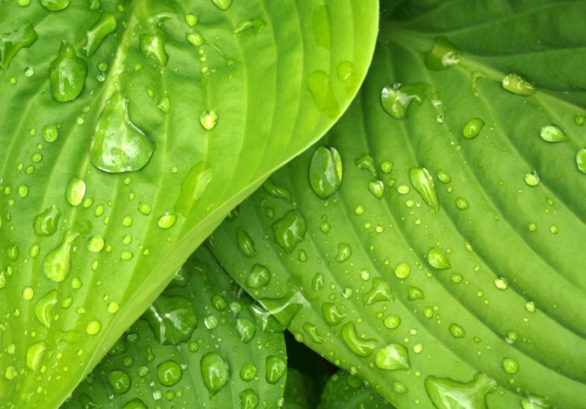 雨中的植物圖片