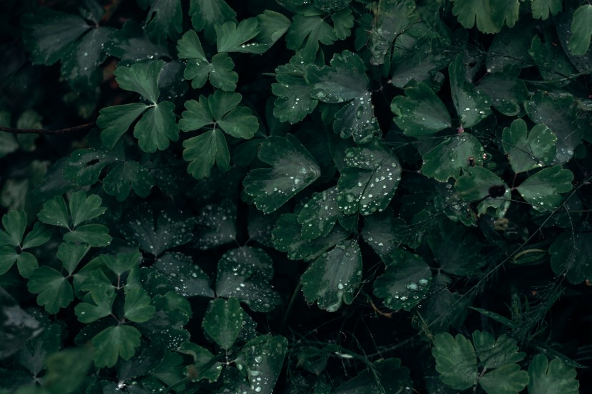 雨中的植物圖片