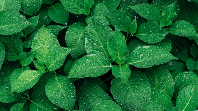雨中的植物圖片