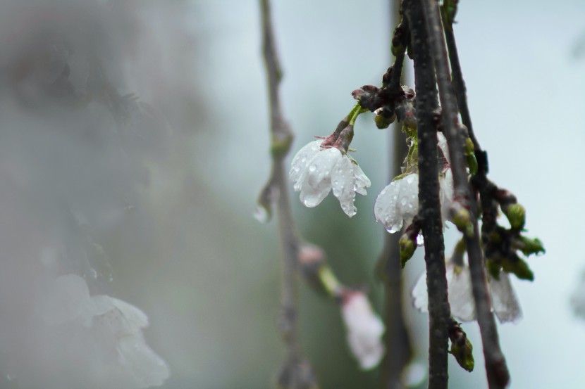 雨中的植物圖片