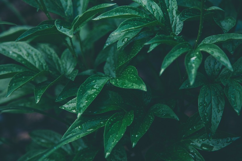 雨中的植物圖片