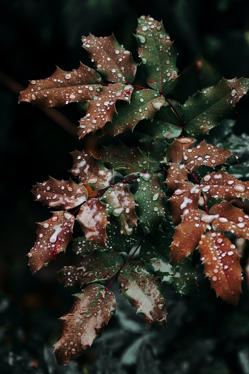 雨中的植物圖片
