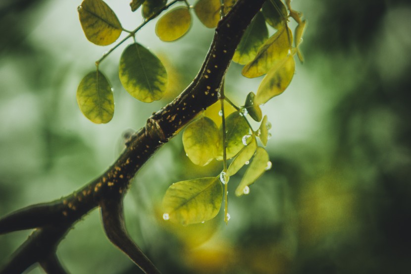 雨中的植物圖片