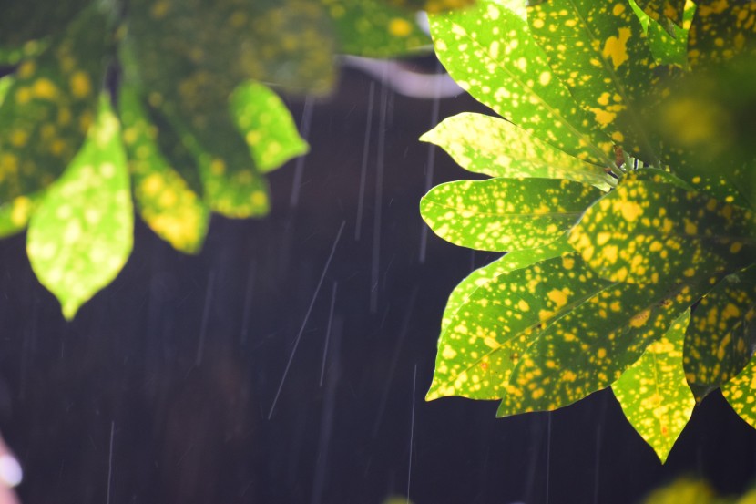 雨中的植物圖片