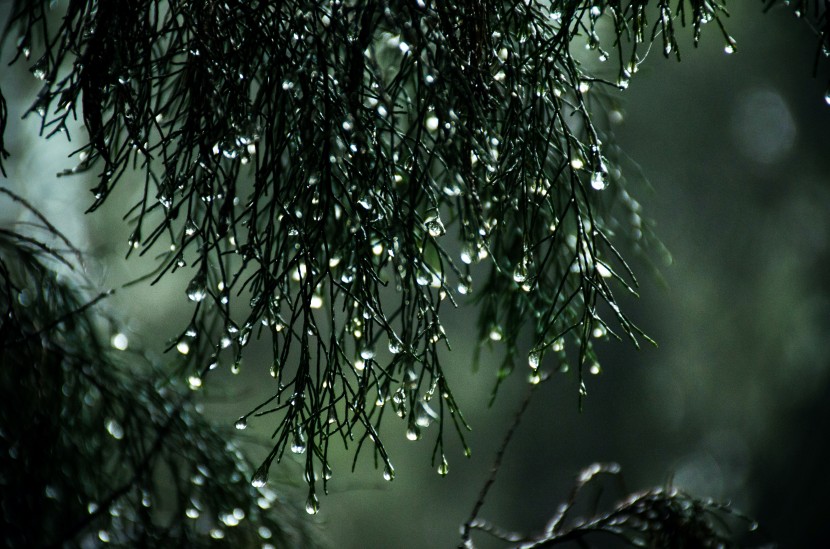 雨中的植物圖片