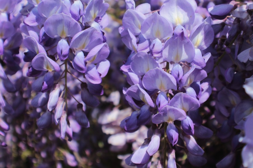 盛開的紫藤花圖片