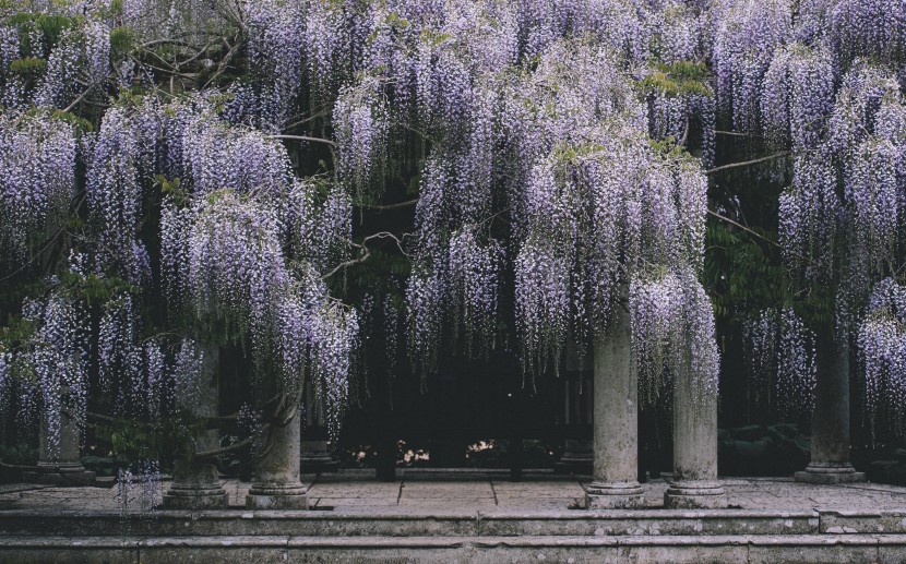 盛開的紫藤花圖片