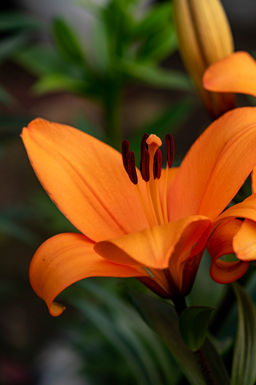 花姿雅緻的百合花圖片