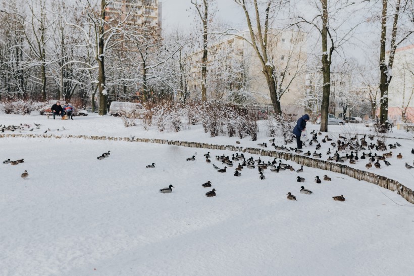 冬季白雪覆蓋的公園圖片