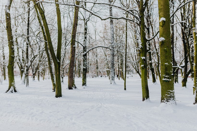 冬季白雪覆蓋的公園圖片