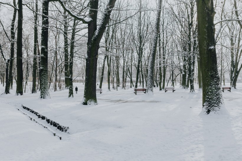 冬季白雪覆蓋的公園圖片