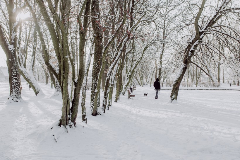 冬季白雪覆蓋的公園圖片