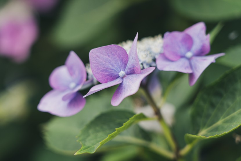 五顔六色的八仙花圖片