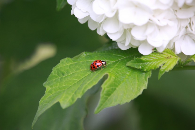 五顔六色的八仙花圖片