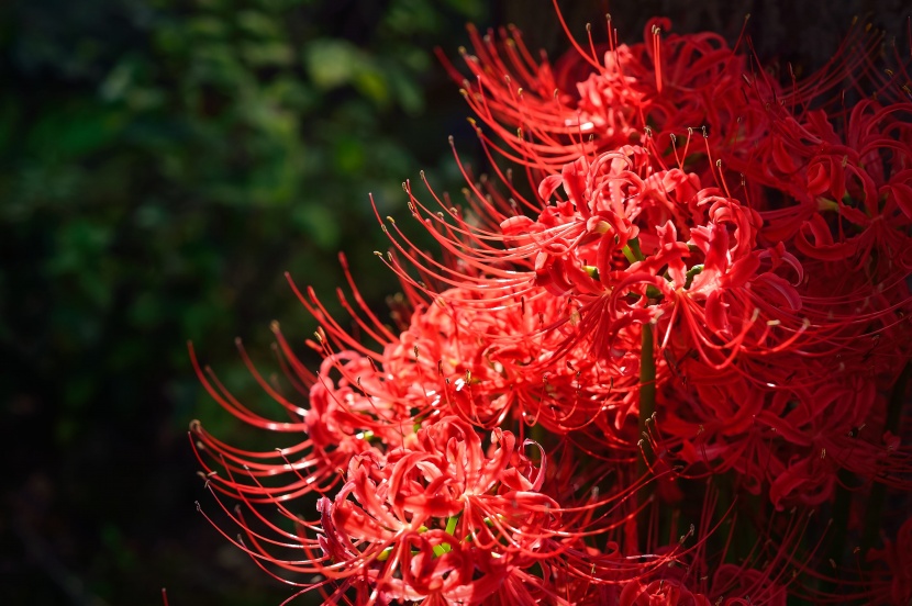 紅色的彼岸花圖片