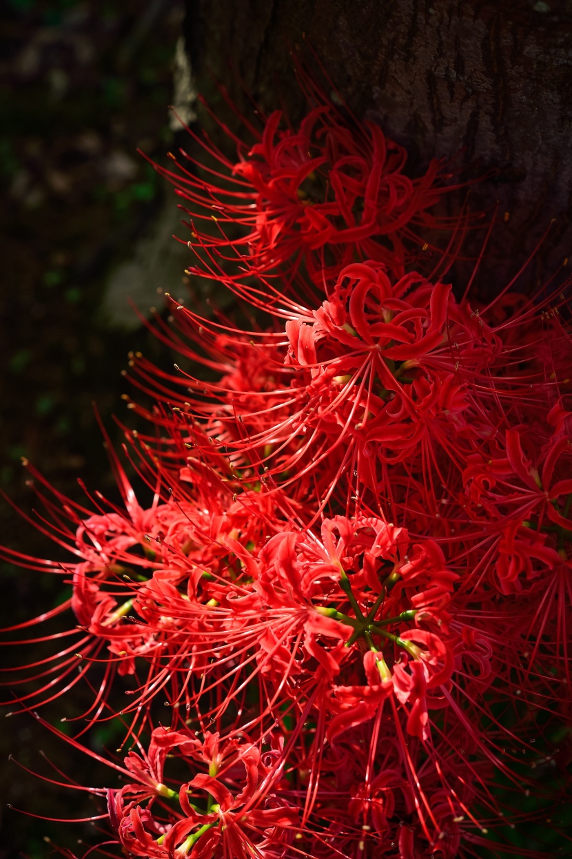 紅色的彼岸花圖片