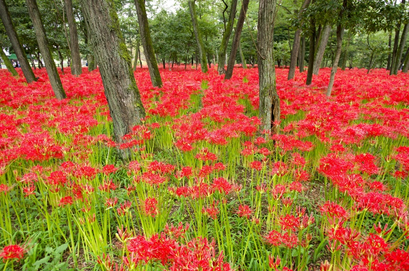 紅色的彼岸花圖片