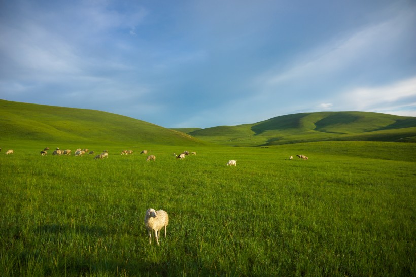 藍天白雲下綠色遼闊的草原風景圖片