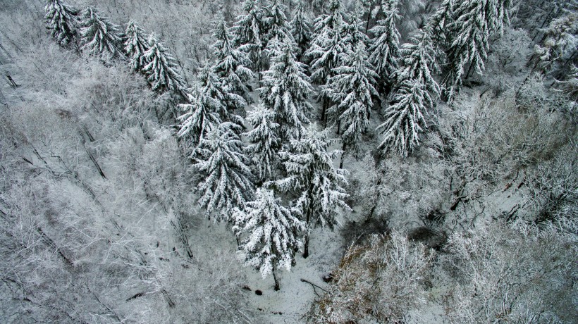 大雪覆蓋的樹木圖片