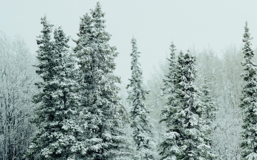 大雪覆蓋的樹木圖片