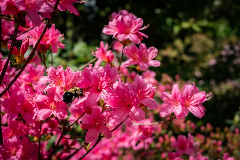 花色繁茂的杜鵑花圖片