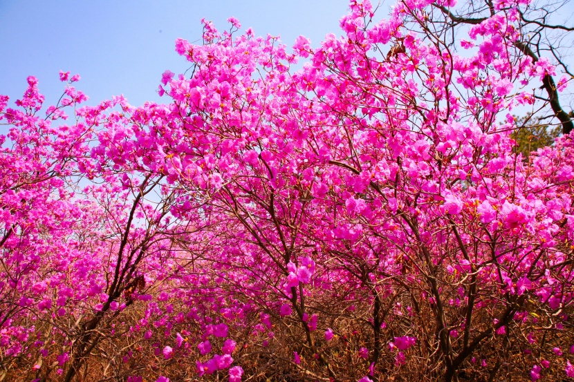 花色繁茂的杜鵑花圖片