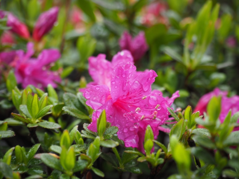 花色繁茂的杜鵑花圖片