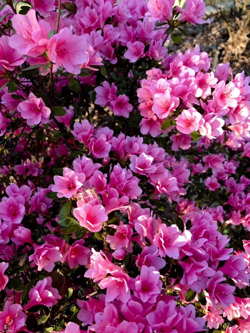 花色繁茂的杜鵑花圖片