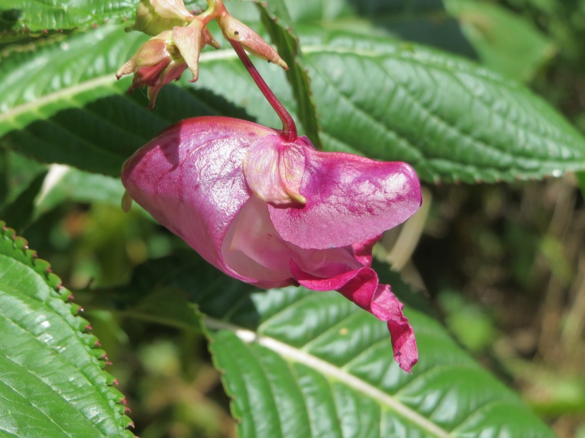 豔麗耀眼的鳳仙花圖片