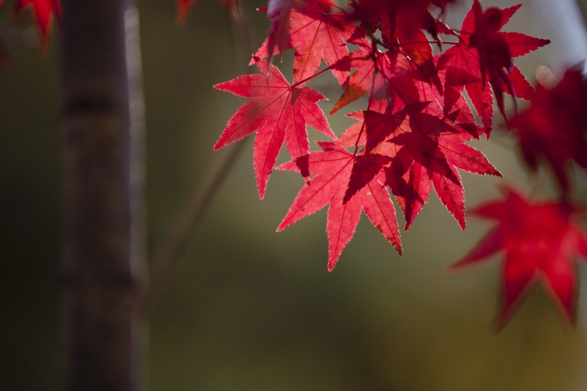 秋季唯美的紅色楓葉圖片