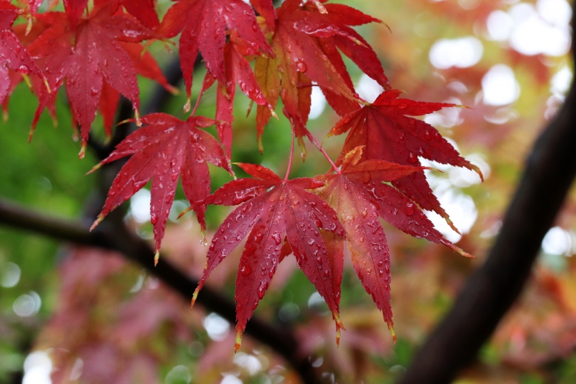 秋季唯美的紅色楓葉圖片