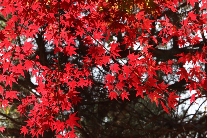 秋季唯美的紅色楓葉圖片