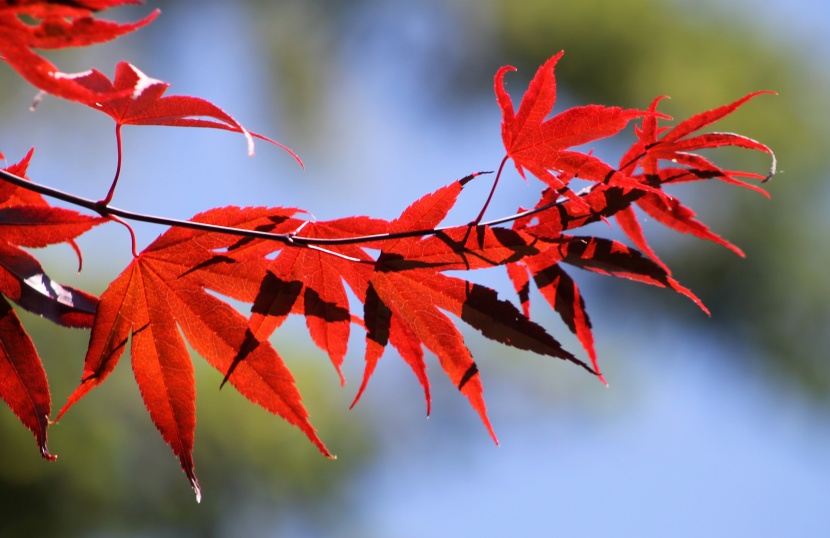 秋季唯美的紅色楓葉圖片