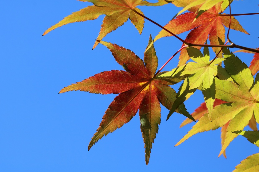 紅的似火的秋季楓葉圖片