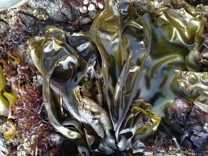 綠色新鮮的海藻圖片