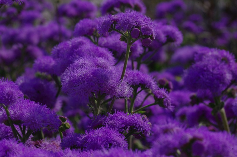 淡紫色的藿香薊圖片